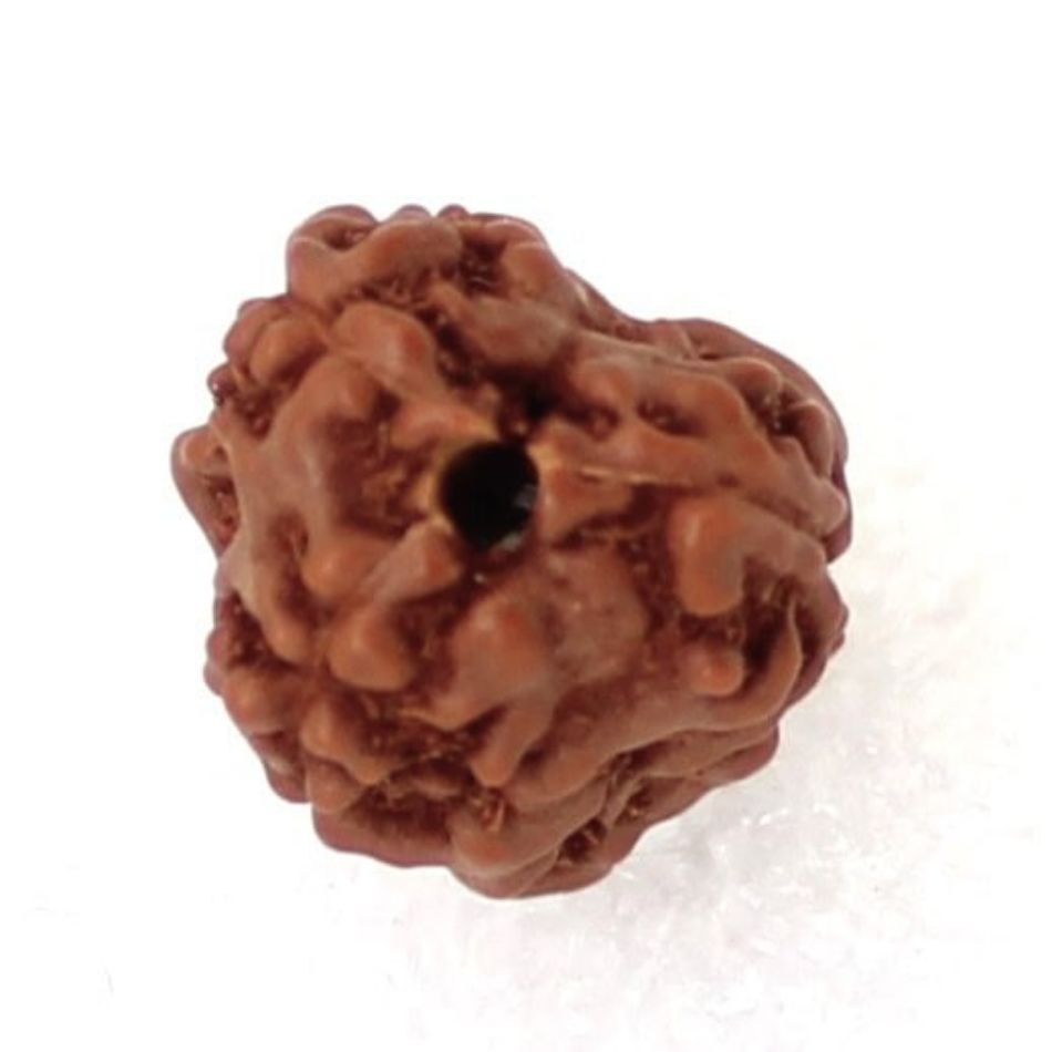 3 Mukhi Rudraksha | About three face rudraksha bead